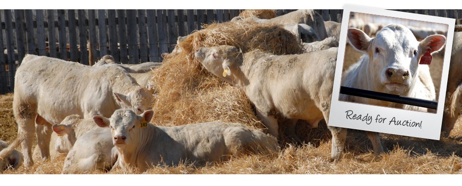 DeBruycker Charolais Banner