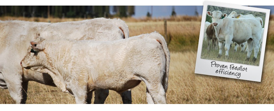 DeBruycker Charolais Banner