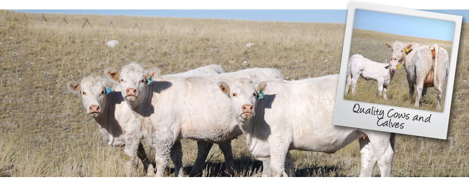 DeBruycker Charolais Banner