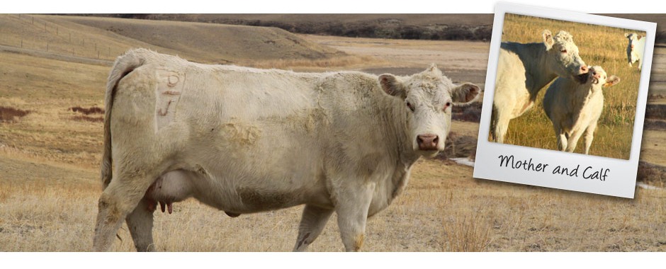 DeBruycker Charolais Banner