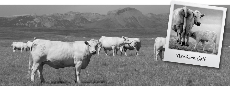 DeBruycker Charolais Banner