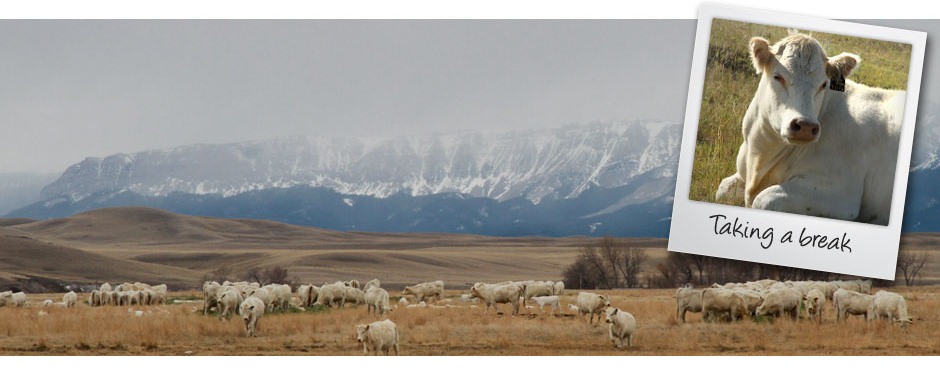DeBruycker Charolais Banner