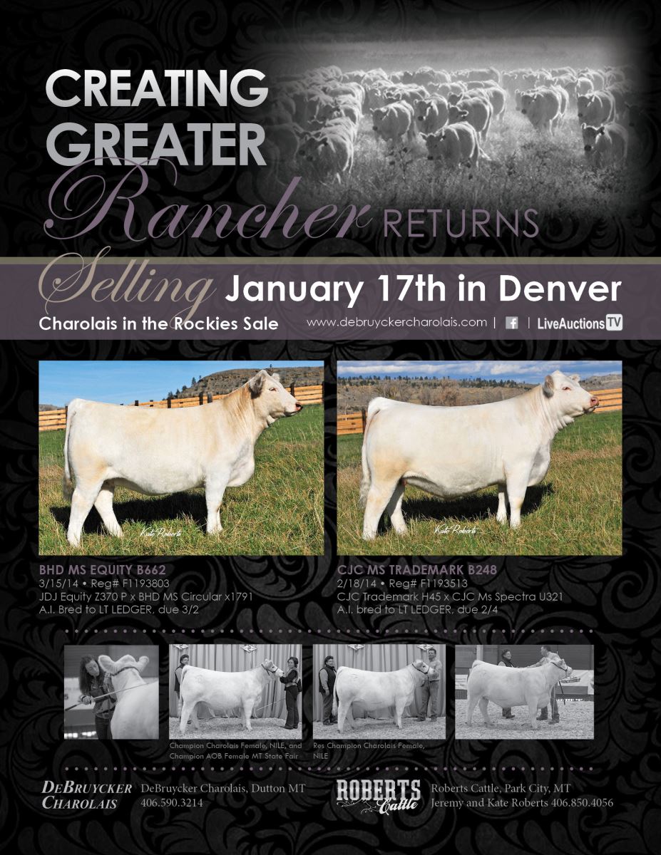 Charolais in the Rockies Sale