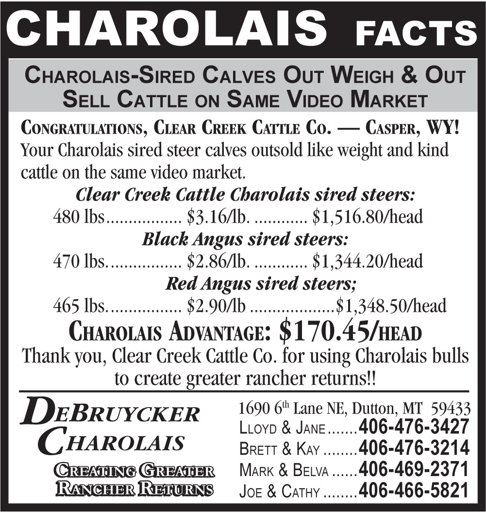 charolais facts