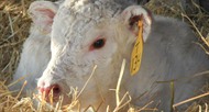 Charolais Calves