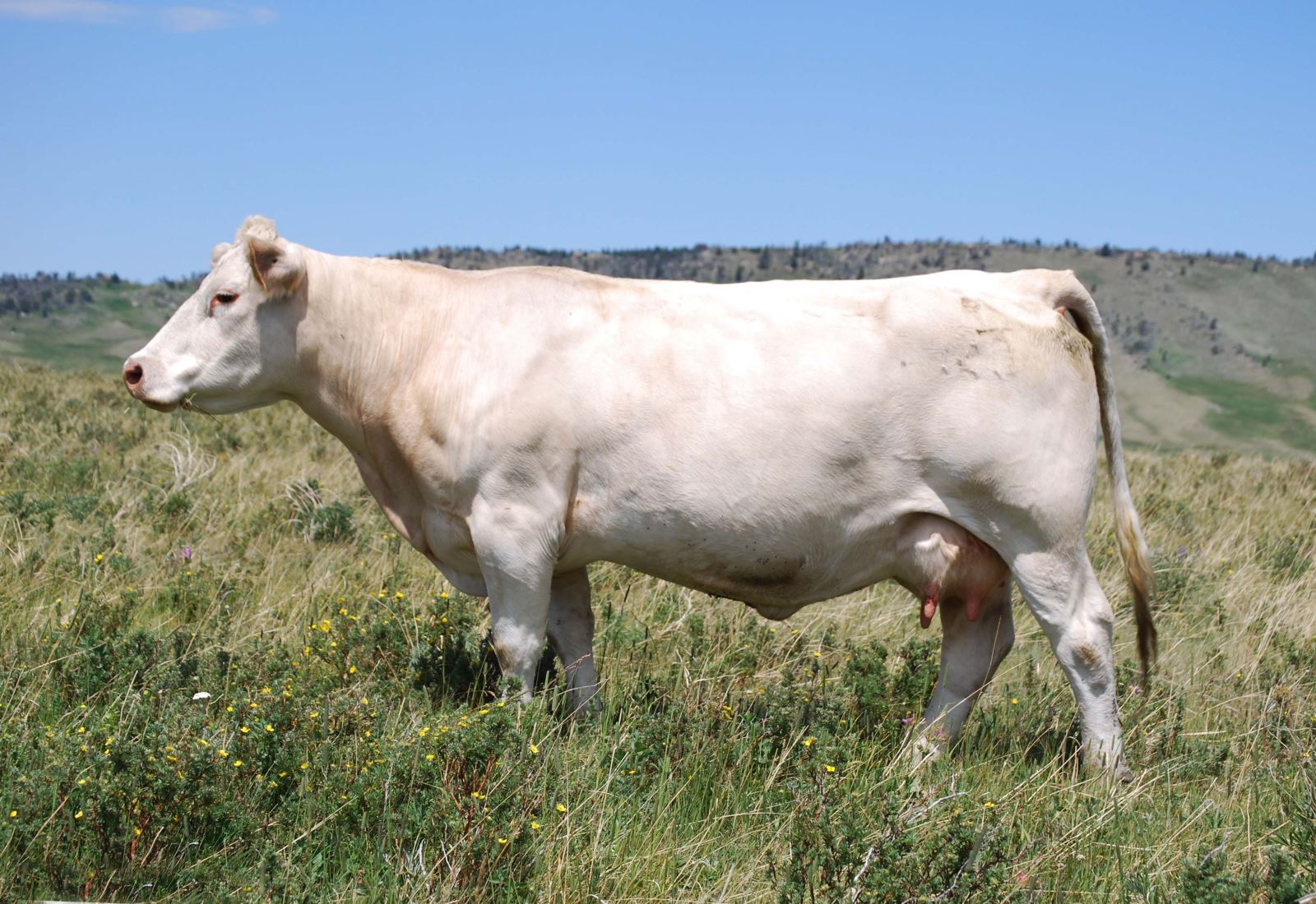 Charolais cow