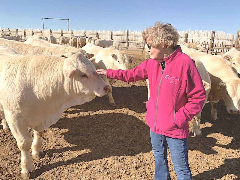 Person in bright pink sweater petting white Charolais bull