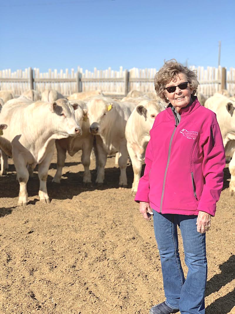 Person in pink sweater standing in pen with white Charolais bulls under blue sky