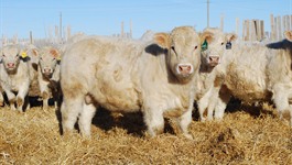 Charolais Bulls for sale