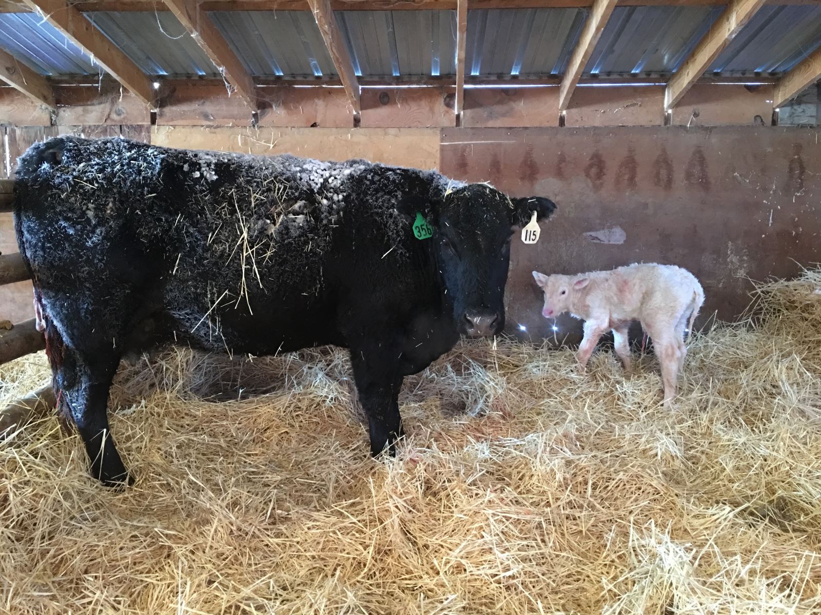 charolais cross newborn calf