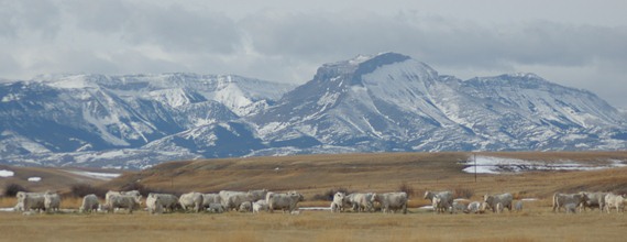 Charolais cattle