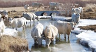 Charolais Bull