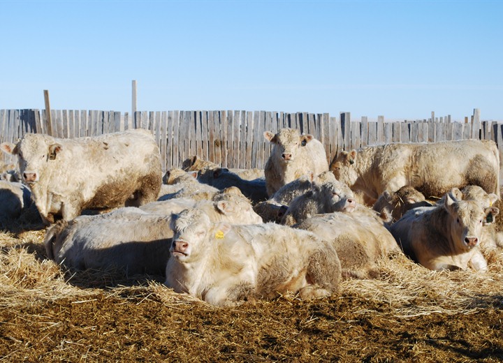 charolais bulls for sale