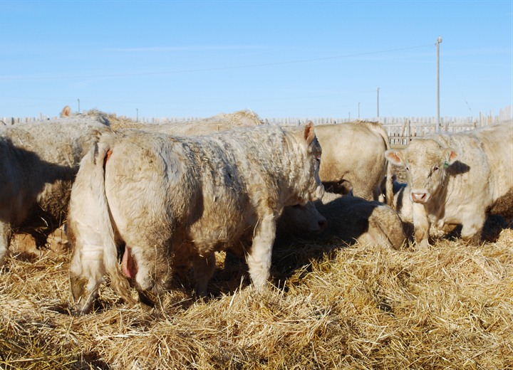 charolais bull photo