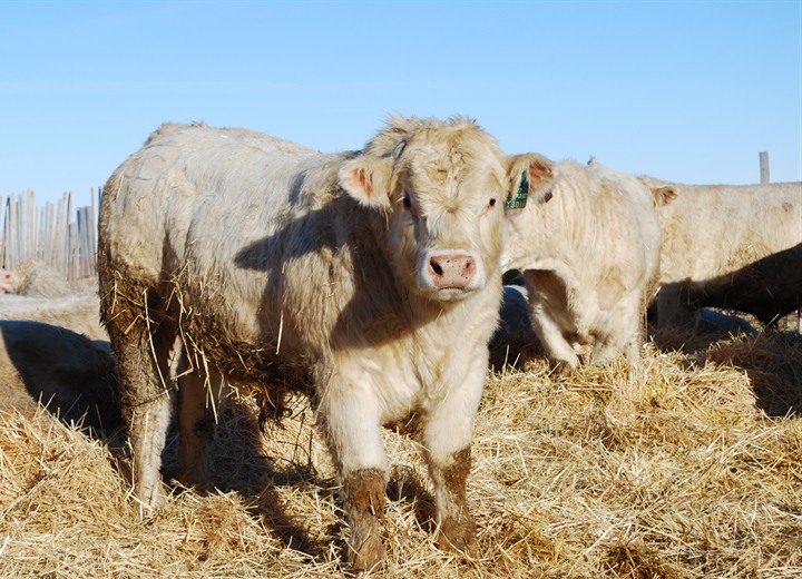 charolais bull for sale