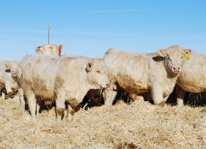 charolais cattle