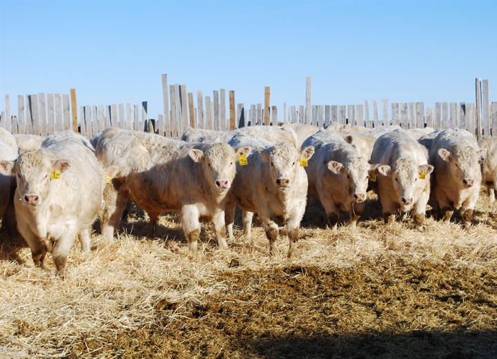 charolais cattle