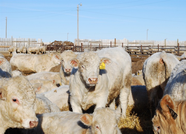 purebred charolais cattle