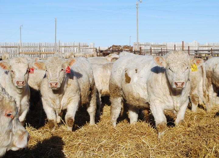 american charolais assiciation