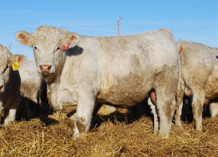 buy charolais bulls