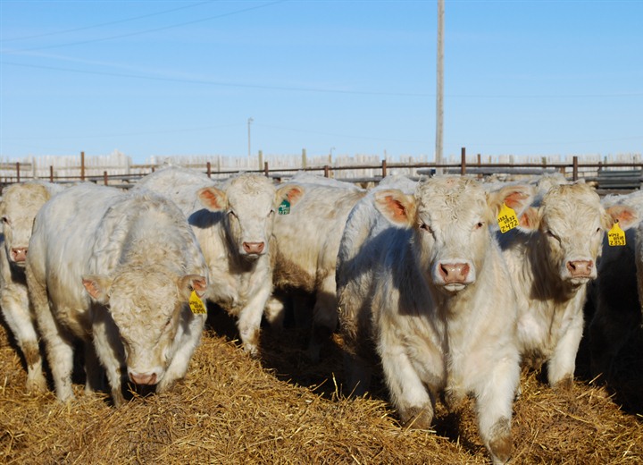 charolais genetics