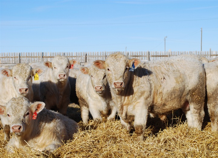 purebred charolais bulls