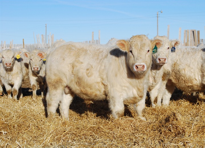 charolais bull calf photo