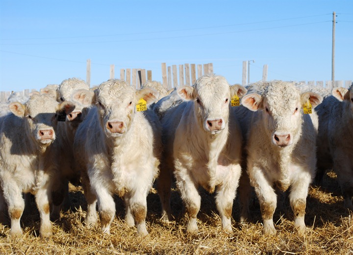 charolais bulls