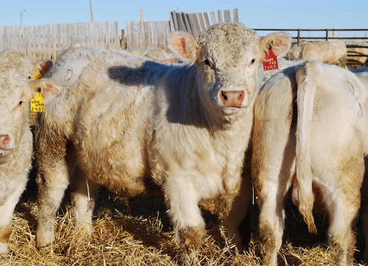 buy charolais bulls montana