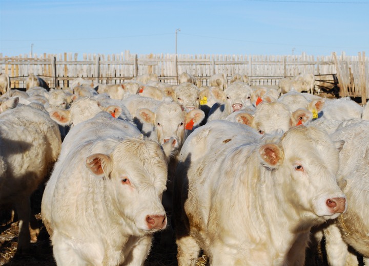 bulls for sale charolais