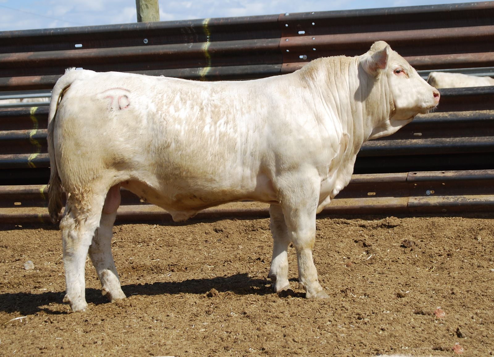 high selling Charolais bull 2016
