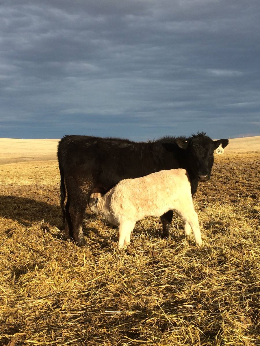 debruycker charolais sired calves