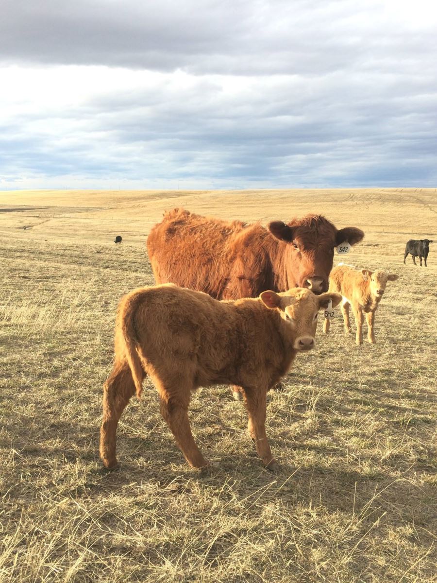 charolais sired calves