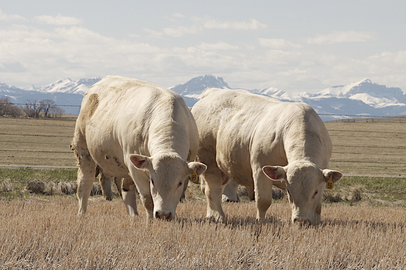 Two Charolais bulls grazing in a field with mountains behind