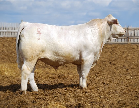 DeBruycker Charolais bull