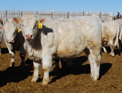 charolais bulls for sale