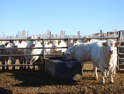 charolais bulls