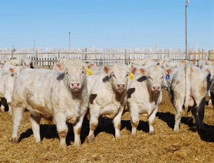 charolais bull sale