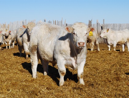 charolais bulls for sale