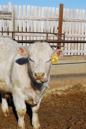 charolais bull