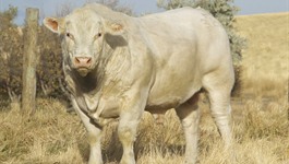 DeBruycker Charolais bull in field
