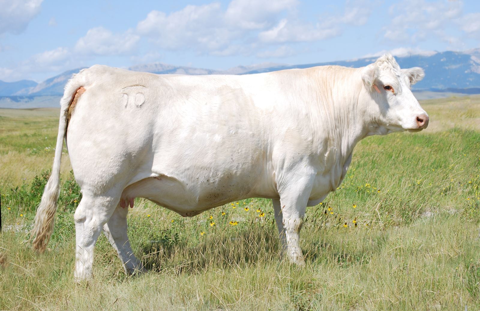 Dam of DC/BHD King