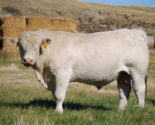 charolais herd sire photos