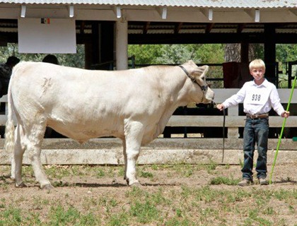 Charolais bulls