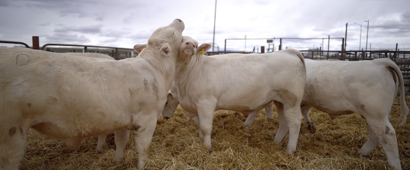Bulls for sale at the 2023 DeBruycker Charolais Bull Sale in Montana