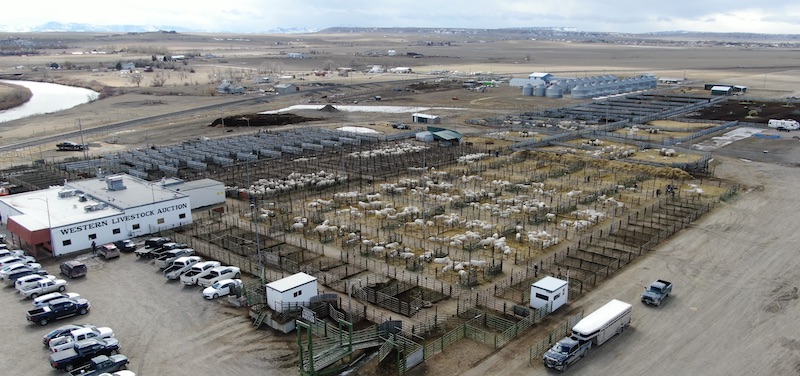 2023 DeBruycker Charolais Bull Sale in Montana