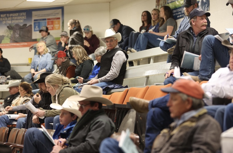 Crowd at DeBruycker Charolais bull sale 2022