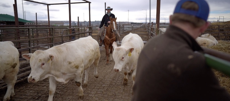 Bulls going into arena at 2023 bull sale Montana