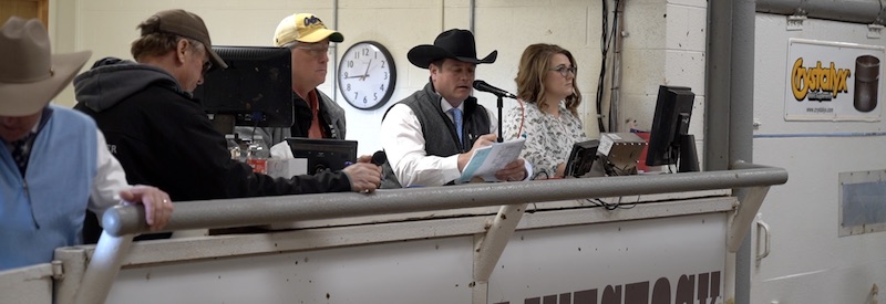 DeBruycker Charolais Bull Sale 2023 auction room