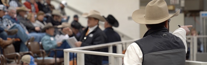 DeBruycker Charolais bull sale 2023 auction room